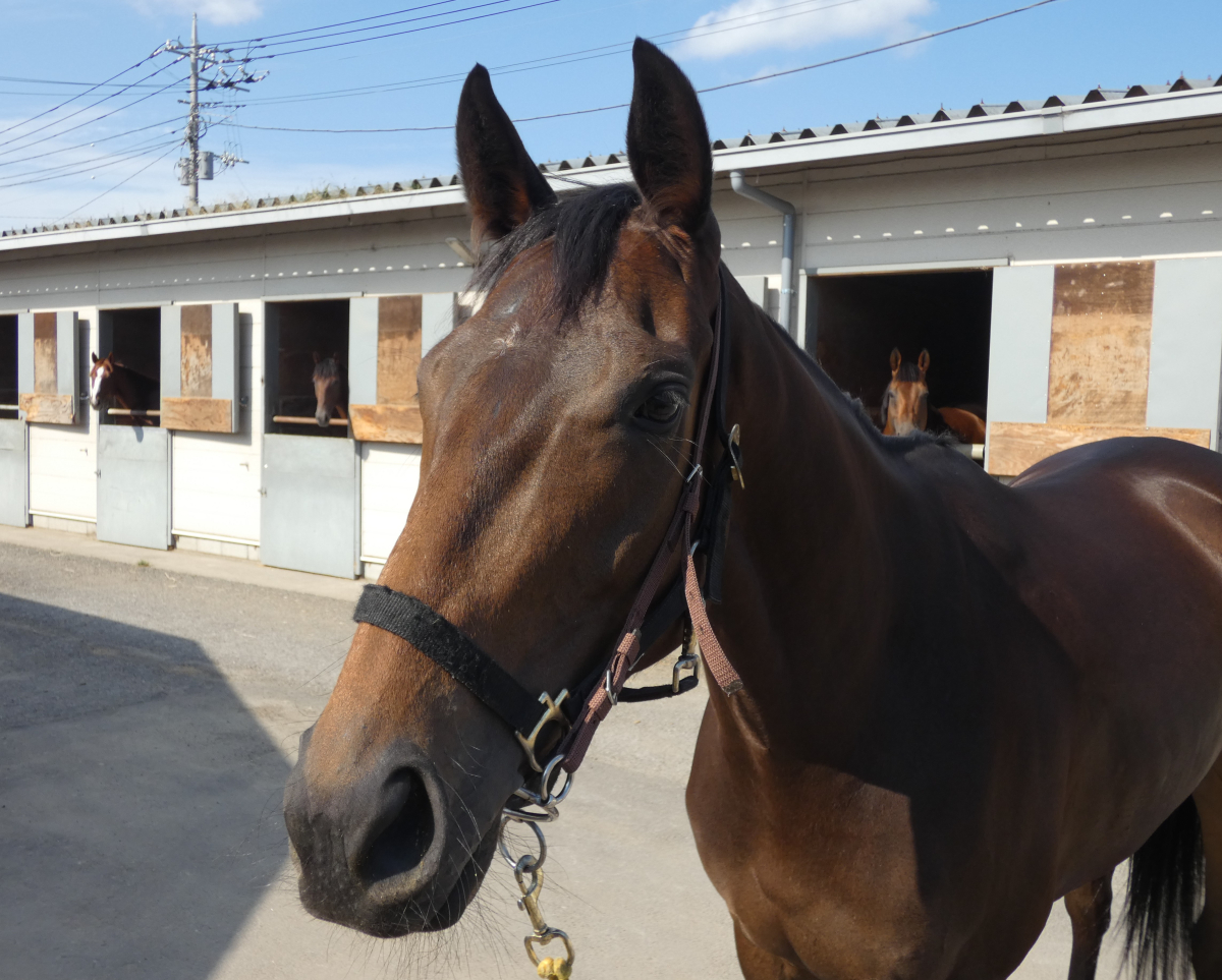 プリンセスナイト 牝3歳 ※中央競馬 登録抹消 | サラブレッド