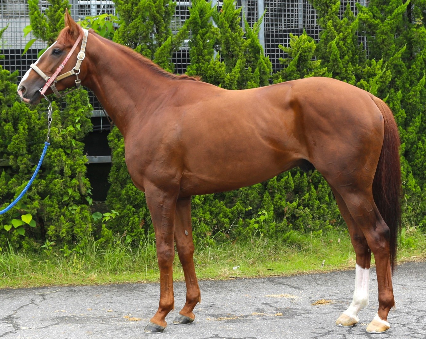 競馬メーンレースの勝ち馬は最終レースでわかる入手困難品クーポン限定ポイント殺菌済 ホーギー 牡3歳 ※中央競馬 登録抹消 | サラブレッドオークション