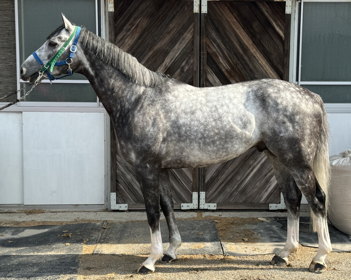 ハートマン 牡5歳 ※地方競馬 在籍 | サラブレッドオークション