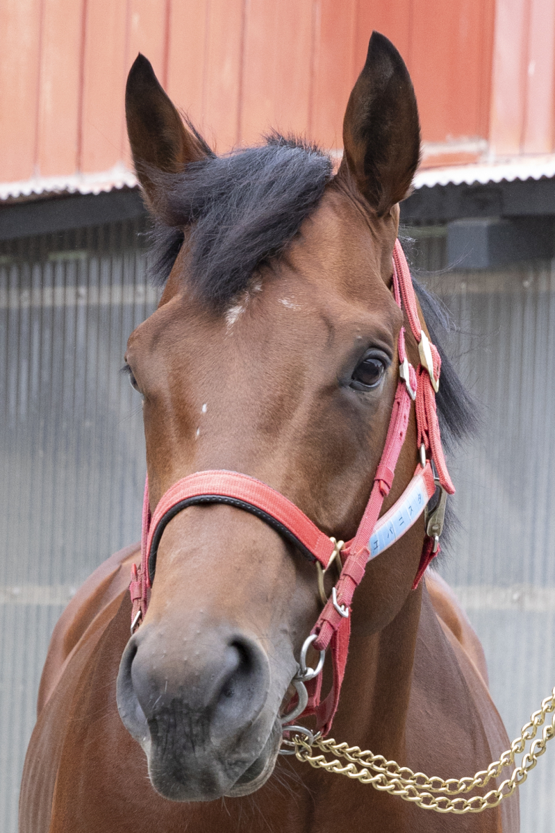 エバニスタ 牡5歳 ※地方競馬 在籍 | サラブレッドオークション
