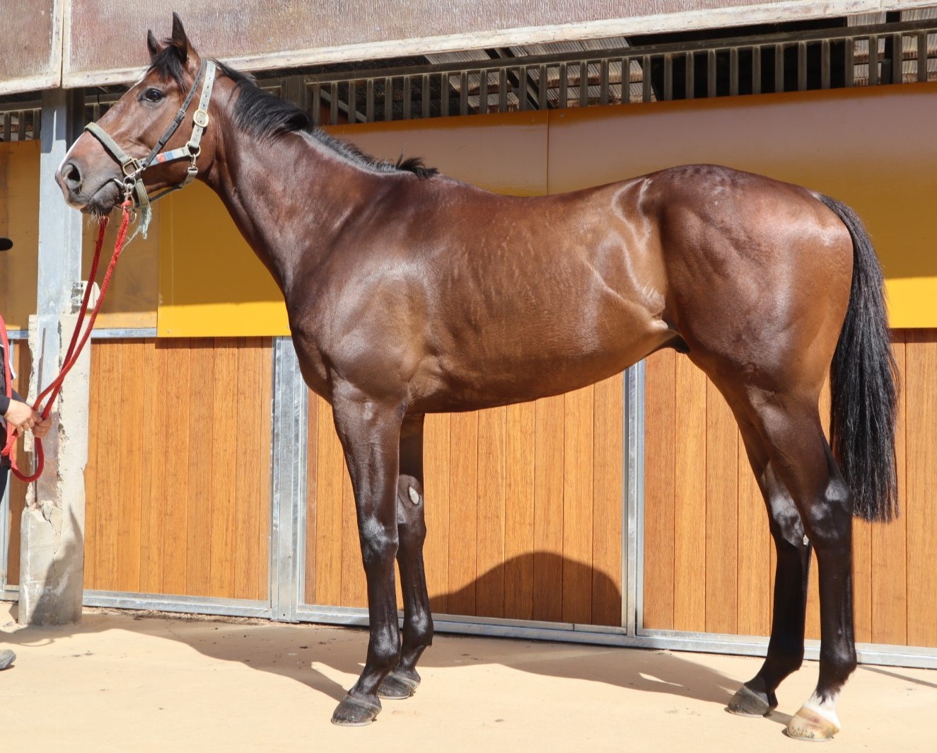 グリマルディ セン３歳 ※中央競馬 登録抹消 | サラブレッドオークション