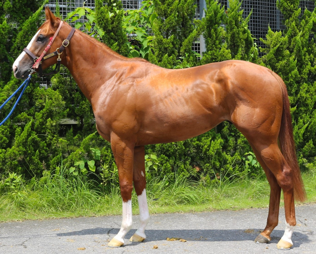 カルデナール 牡３歳 ※中央競馬 登録抹消 | サラブレッドオークション