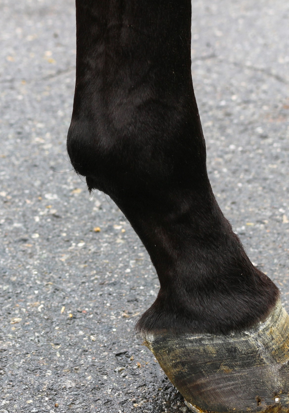 メイショウタダカツ 牡3歳 ※中央競馬 登録抹消 | サラブレッド