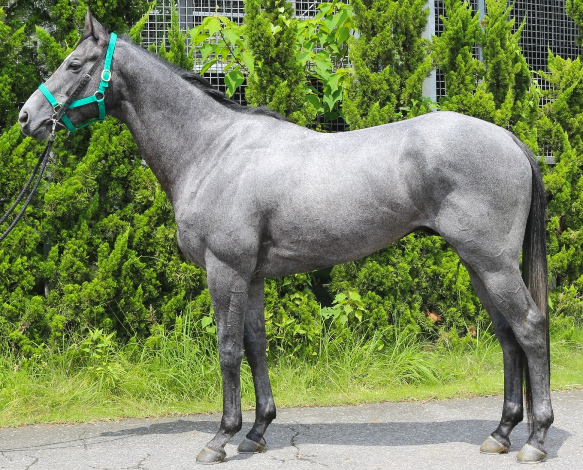 シュヴァイゲン 牡３歳 ※中央競馬 登録抹消 | サラブレッドオークション