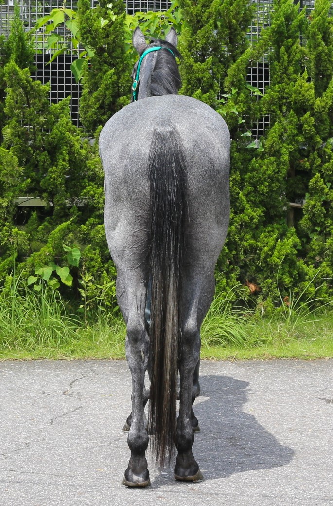 シュヴァイゲン 牡３歳 ※中央競馬 登録抹消 | サラブレッドオークション