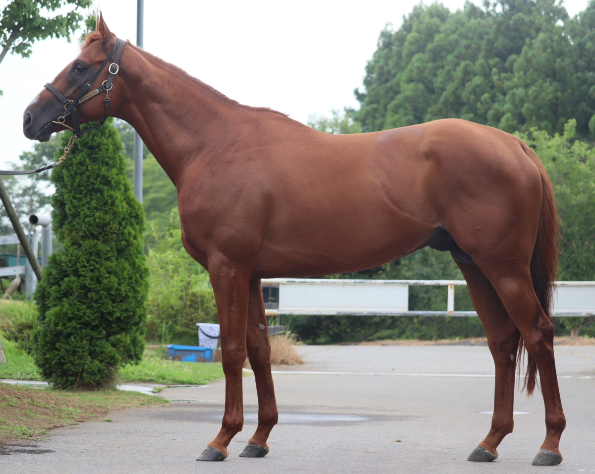 オセアサンク 牡3歳 ※中央競馬 登録抹消（未出走） | サラブレッド