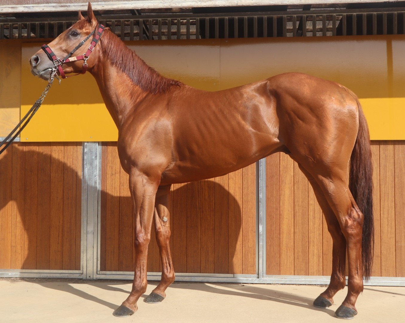 ナムラバンチー　　牡３歳　　※中央競馬　登録抹消_main1