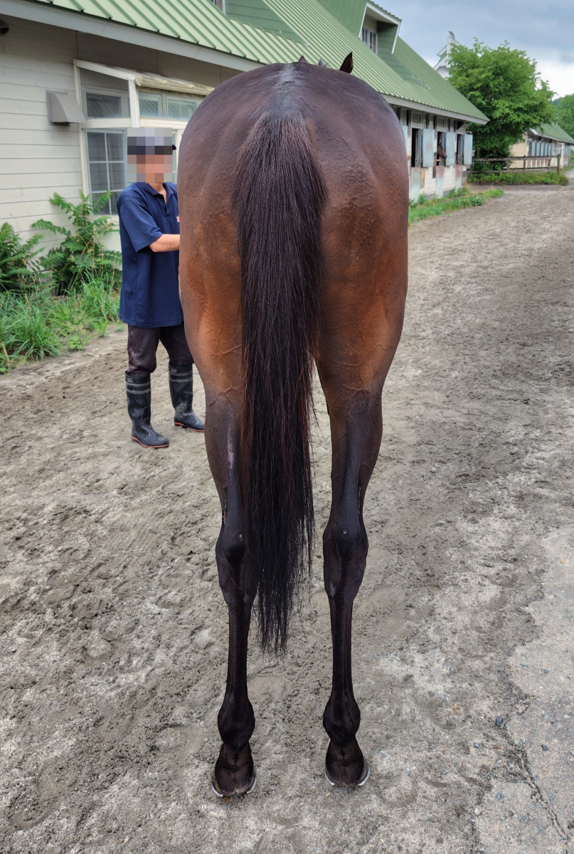 アヴェシオン 牝4歳 ※地方競馬 在籍 | サラブレッドオークション