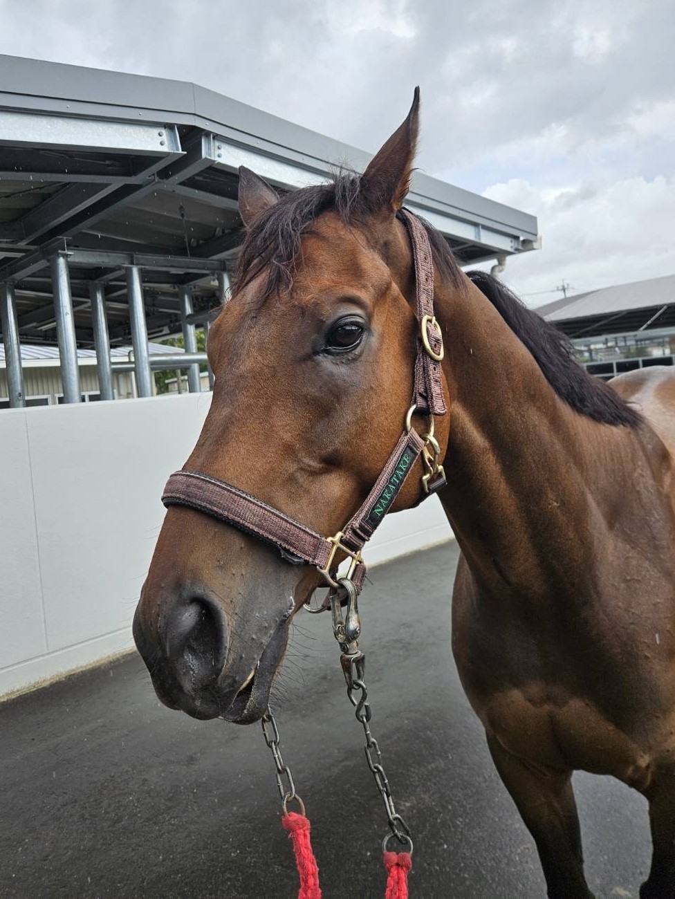アンパト セン4歳 ※地方競馬 在籍 | サラブレッドオークション アンパト セン4歳 ※地方競馬 在籍 | サラブレッドオークション