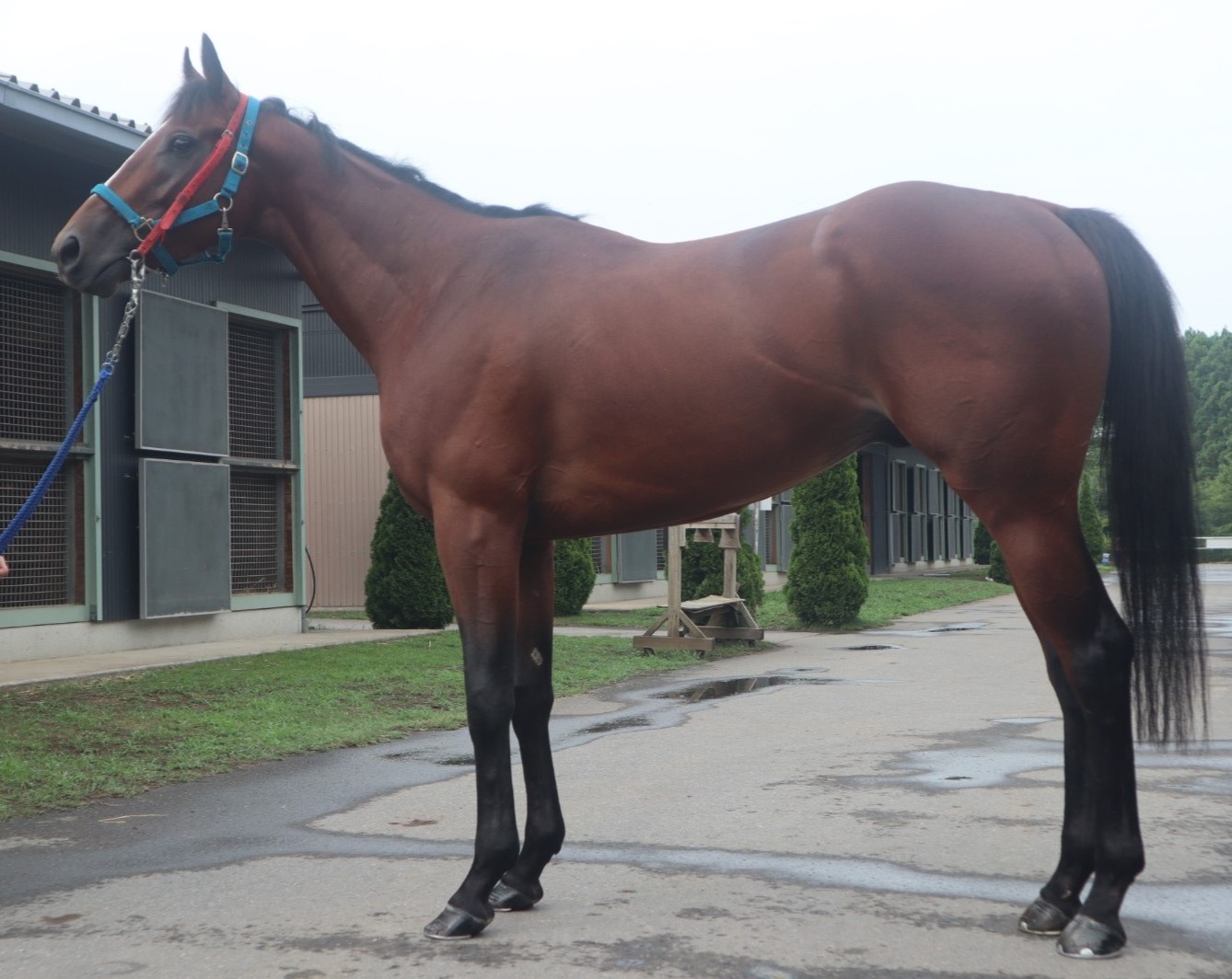 ナンヨーシュート　　牡３歳　　※中央競馬　登録抹消_main1