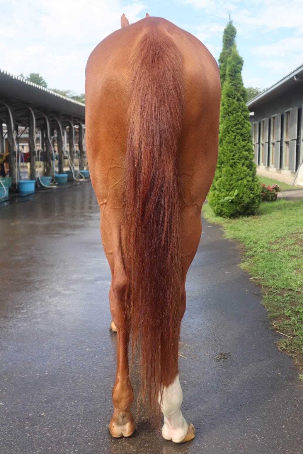 競馬 馬 フレデリック・レミントン画集 本