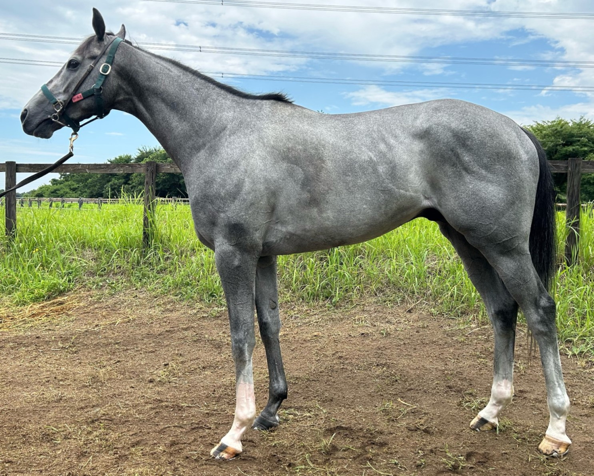 マニーブルース　　牡３歳　　※中央競馬　登録抹消_main1