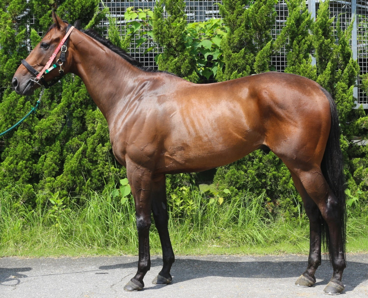 キングレガリア セン５歳 ※中央競馬 登録抹消 | サラブレッドオークション