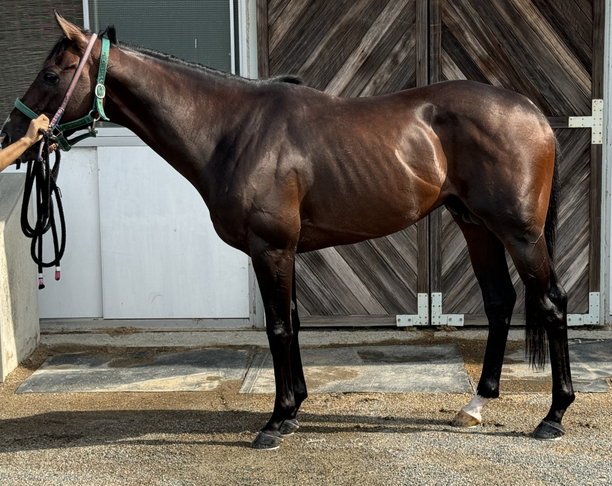 Yahoo!オークション -「victory」(競馬) (トレーディングカード