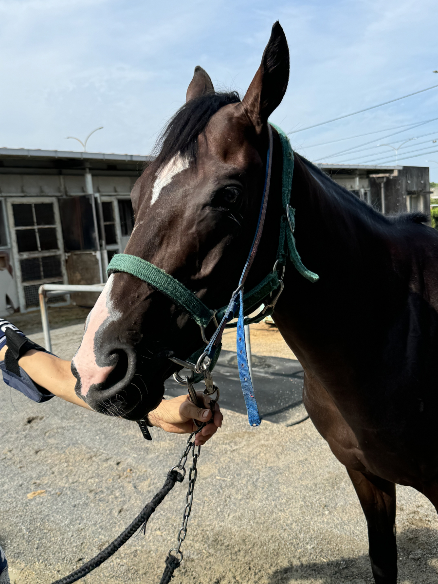 レインシュプリーム 牡4歳 ※地方競馬 在籍 | サラブレッド