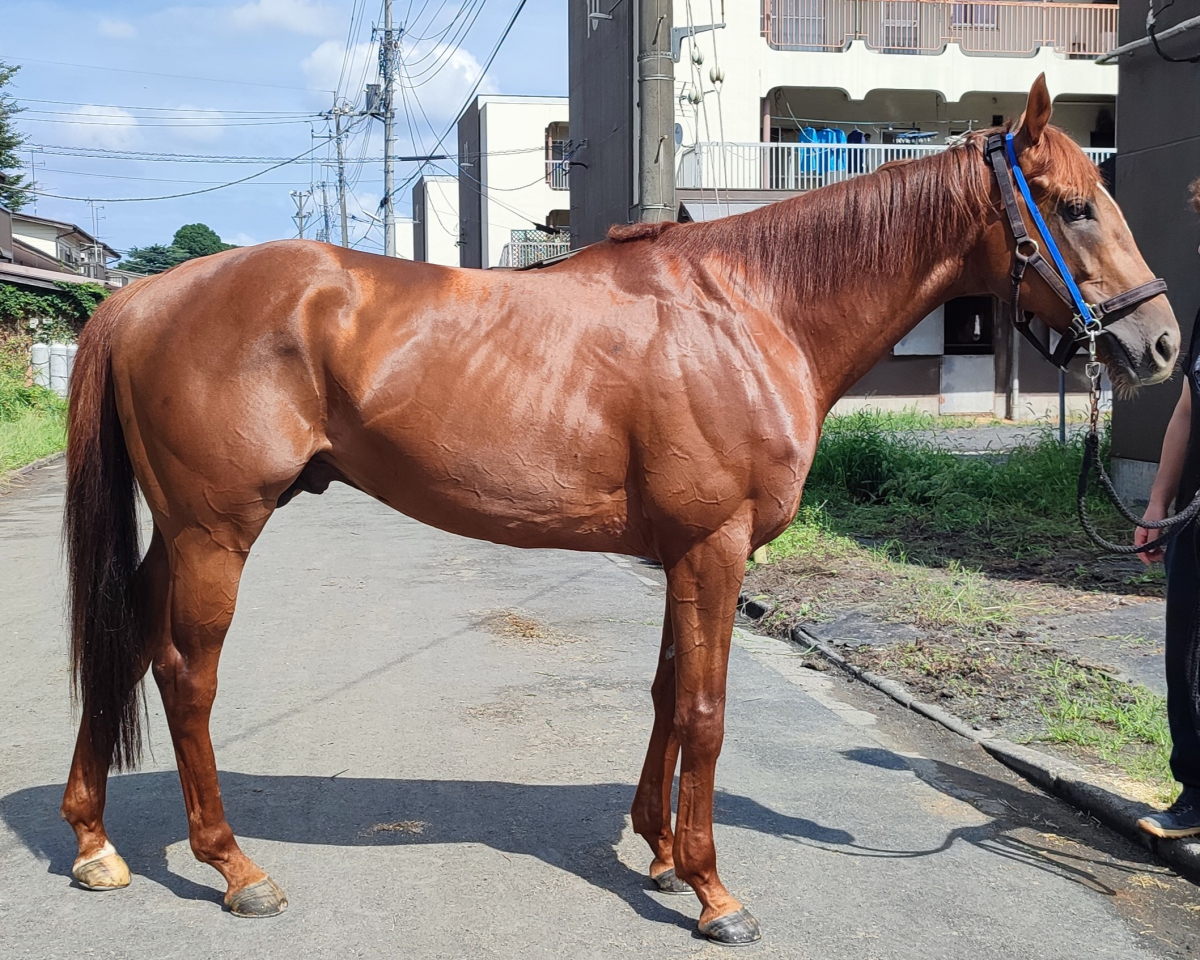 キングダラス 牡4歳 ※地方競馬 在籍 | サラブレッドオークション