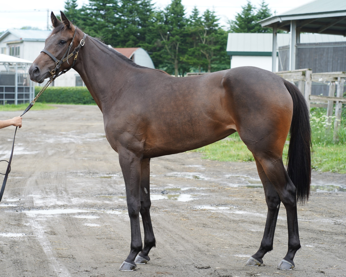 額装　狩猟の絵　競馬　プリント　ポートレート　馬　2セット サラブレッドホースコレクション 第2R アーモンドアイ サイン