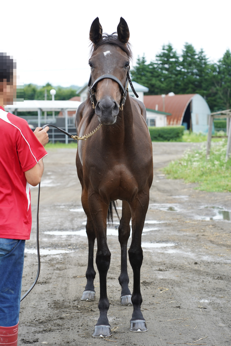 シーの22 牝2歳 ※未登録馬（育成中の2歳） | サラブレッド