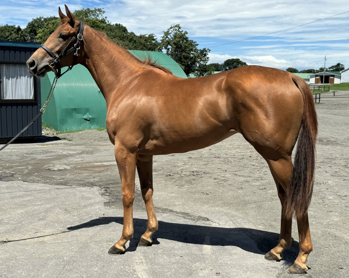 マルヨパトリオットの22　　牝２歳　　※未登録馬（育成中の2歳）_main1