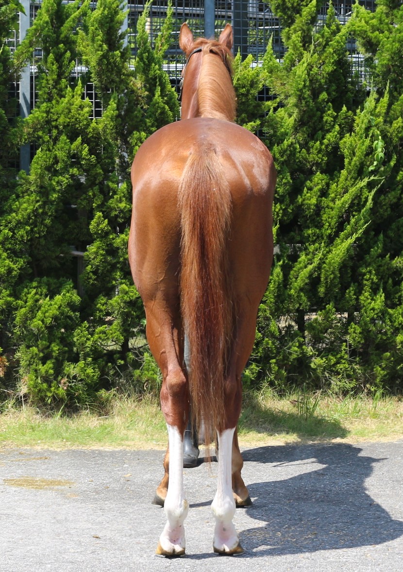 クールクラバート 牡3歳 ※中央競馬 登録抹消 | サラブレッド