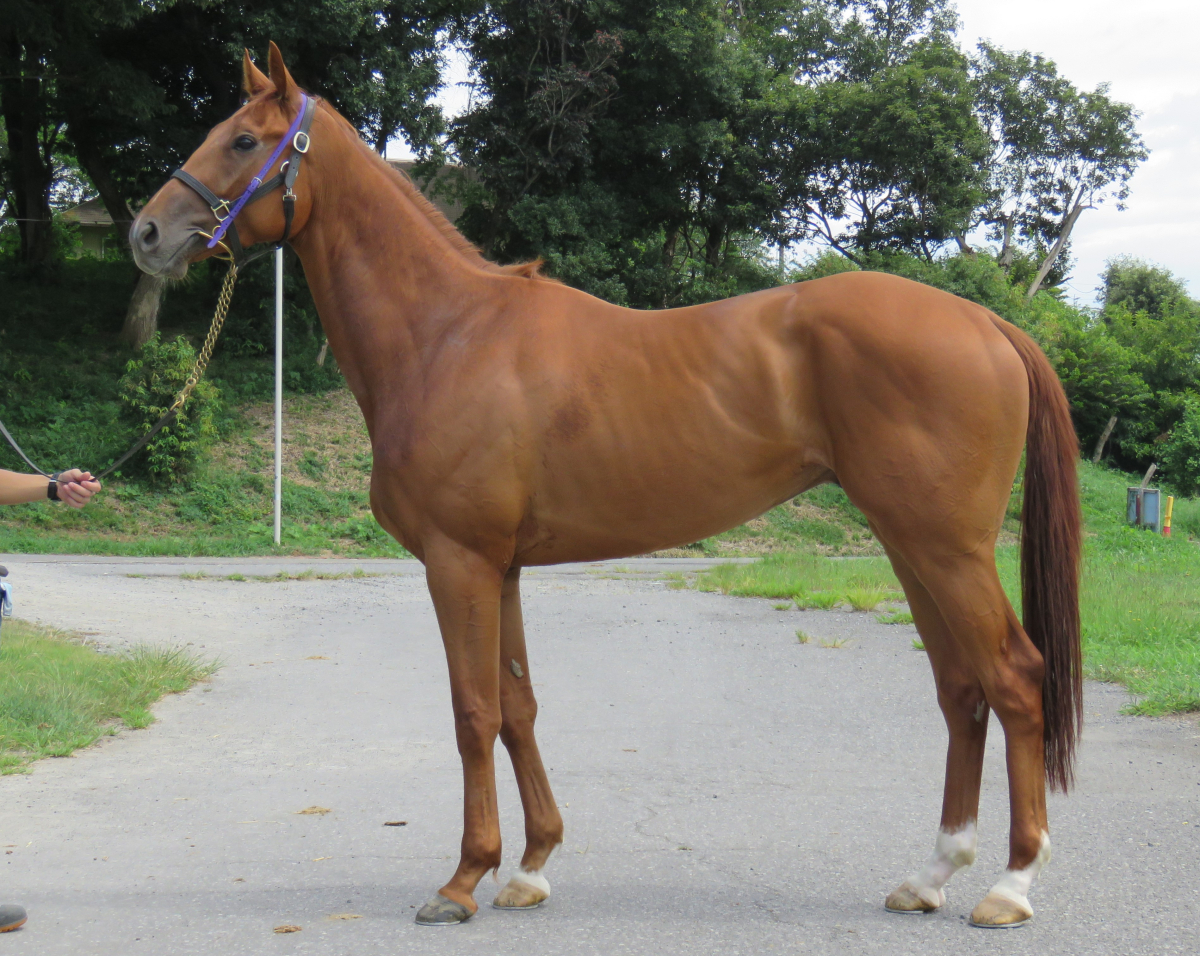 ネバーレインズ セン3歳 ※中央競馬 登録抹消 | サラブレッド