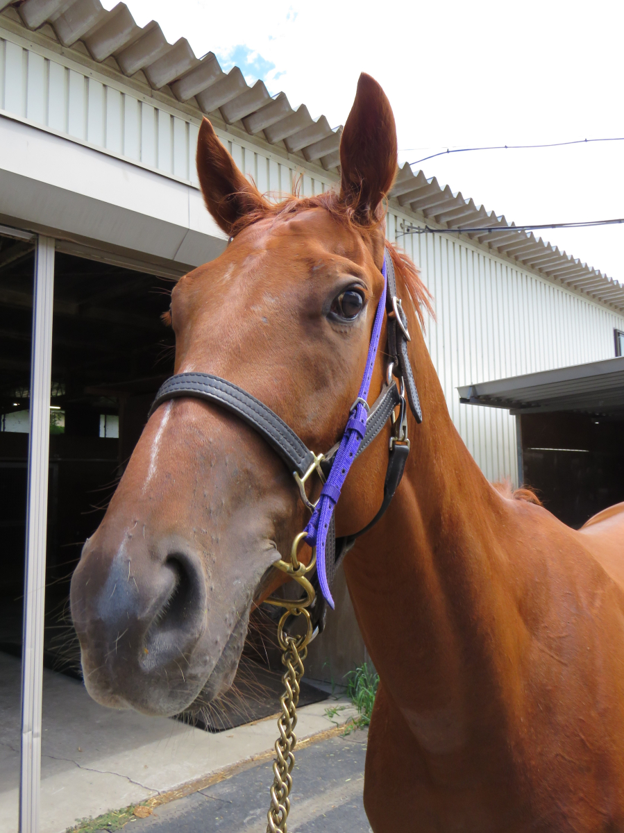 JRA競馬マウス 本革マウスパッド ジャンタルマンタル NHKマイルカップ2024