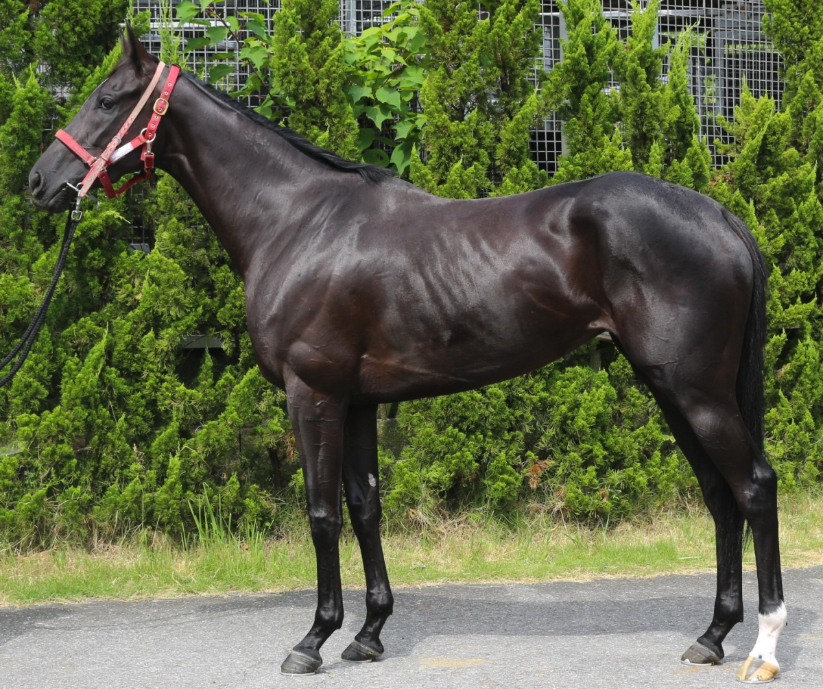 メイショウニコニコ 牝3歳 ※中央競馬 登録抹消 | サラブレッド メイショウニコニコ 牝3歳 ※中央競馬 登録抹消 | サラブレッド