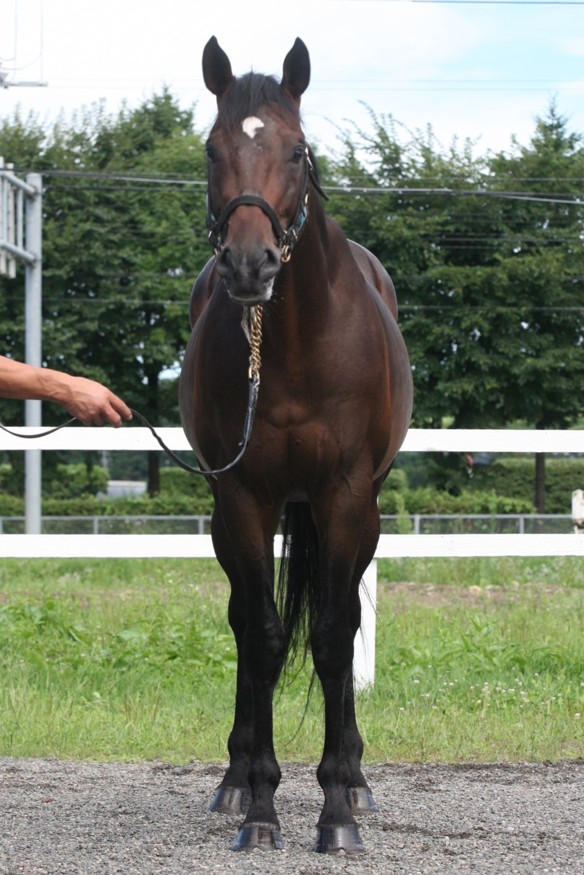 バルタザール 牡5歳 ※中央競馬 登録抹消 | サラブレッド