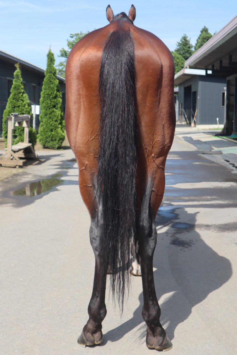 アンプレッセシチー 牡4歳 ※地方競馬 在籍 | サラブレッド