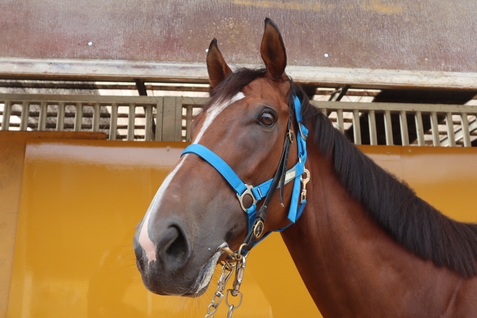 JRA-VAN公式 on X: 