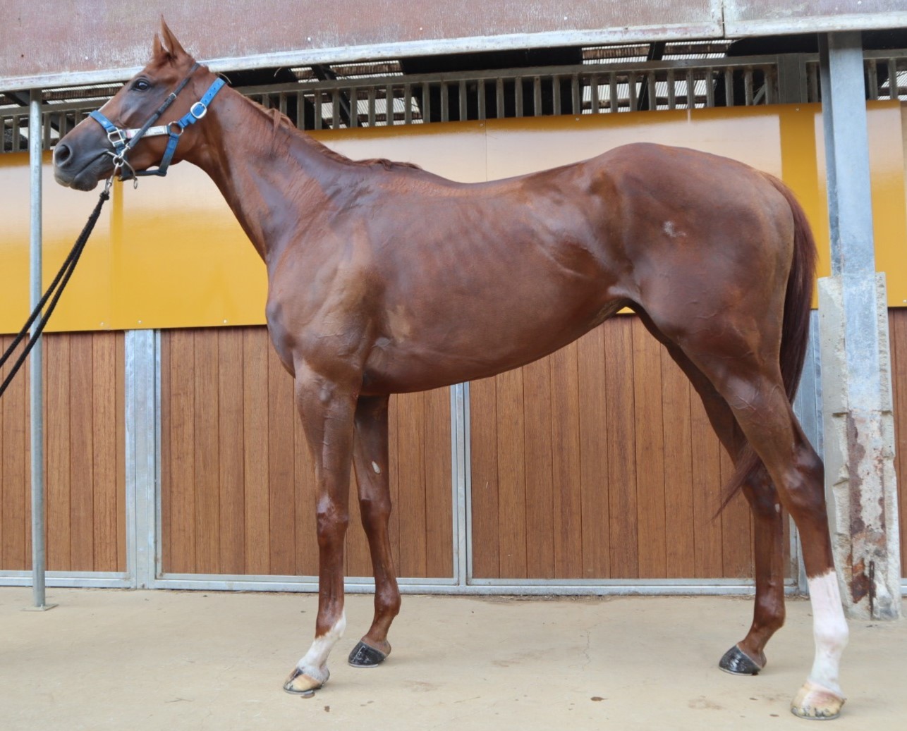 ヤマメクィーン 牝3歳 ※中央競馬 登録抹消 | サラブレッド