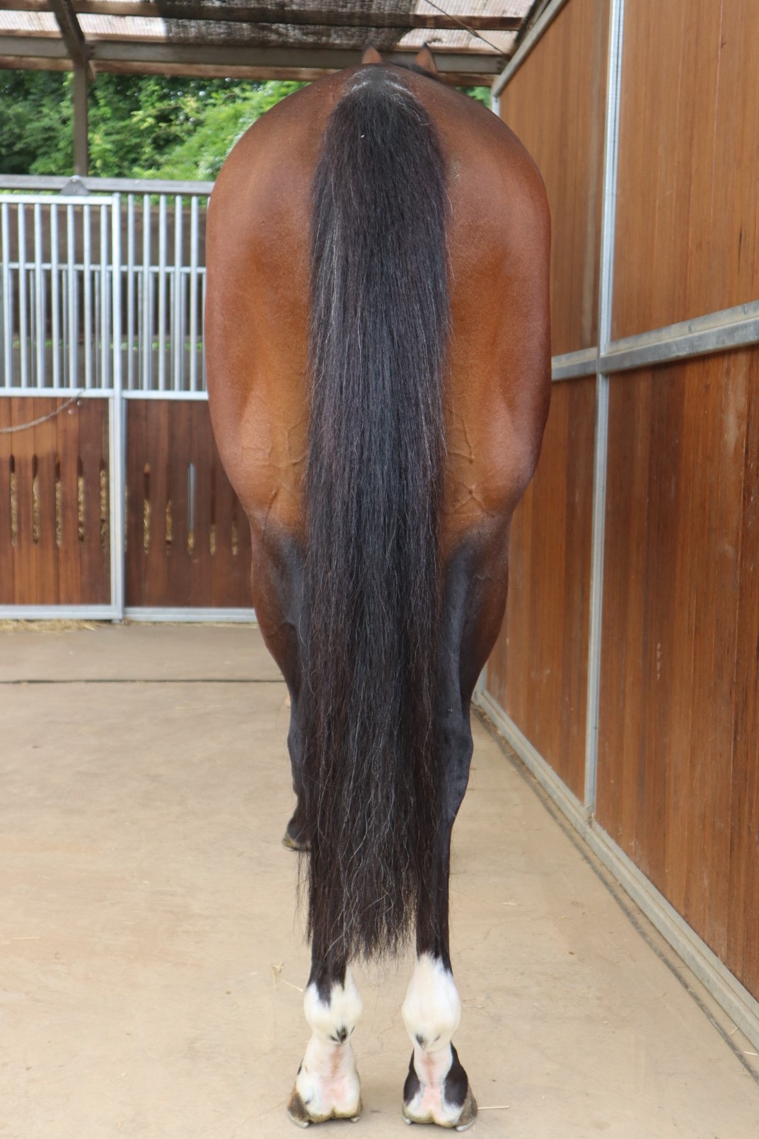 JRA競馬マウス Amazon.co.jp: ソダシ マウスパッド 本革製品 競馬 JRA