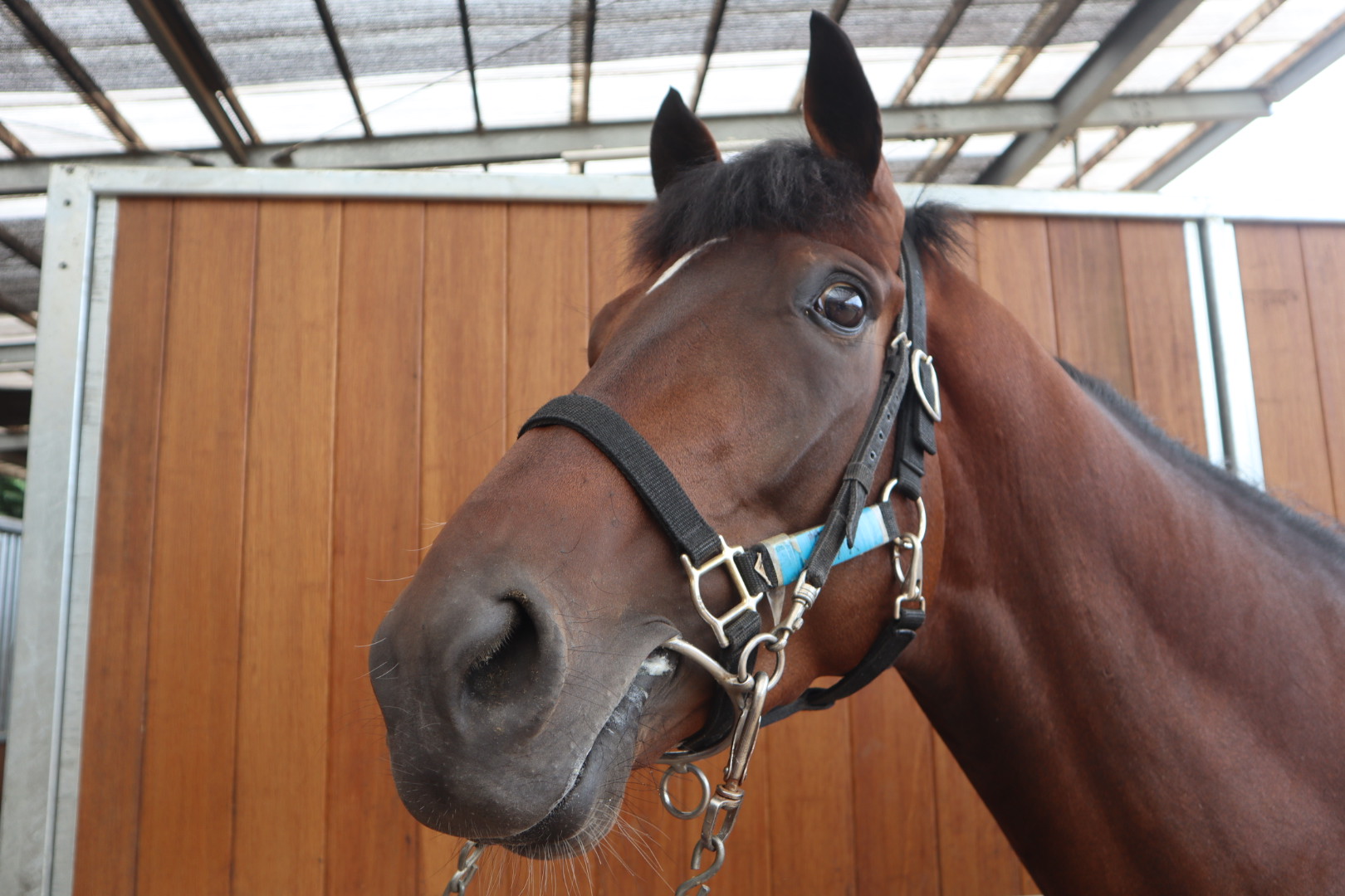 レギウス 牡3歳 ※中央競馬 登録抹消 | サラブレッドオークション