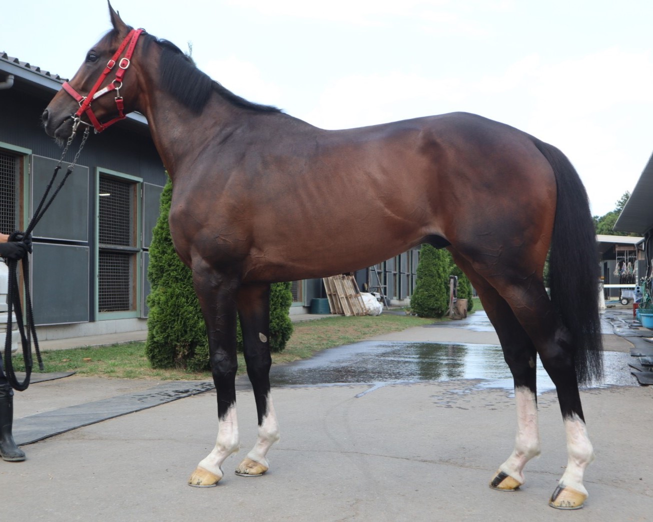 カーティブヨーク 牝3歳 ※中央競馬 登録抹消 | サラブレッド