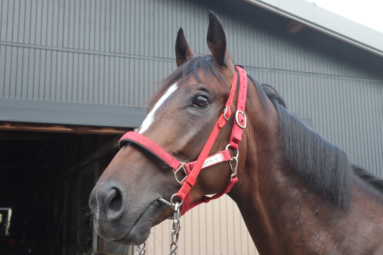 カーティブヨーク 牝3歳 ※中央競馬 登録抹消 | サラブレッド