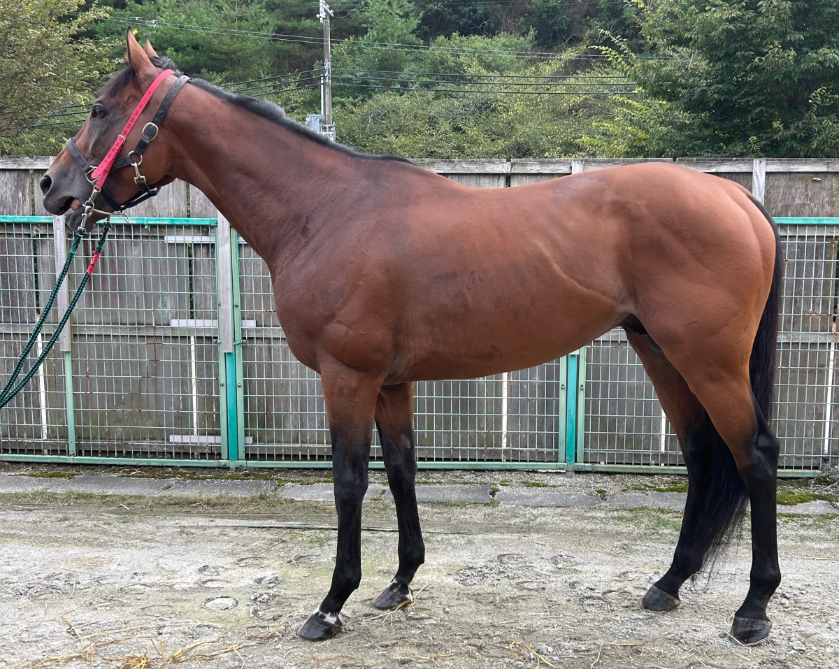 トゥラウゴット・シース　山の牧草地　図録・レゾネより　額付 ihr HertZ&CRAFT編集部 on X