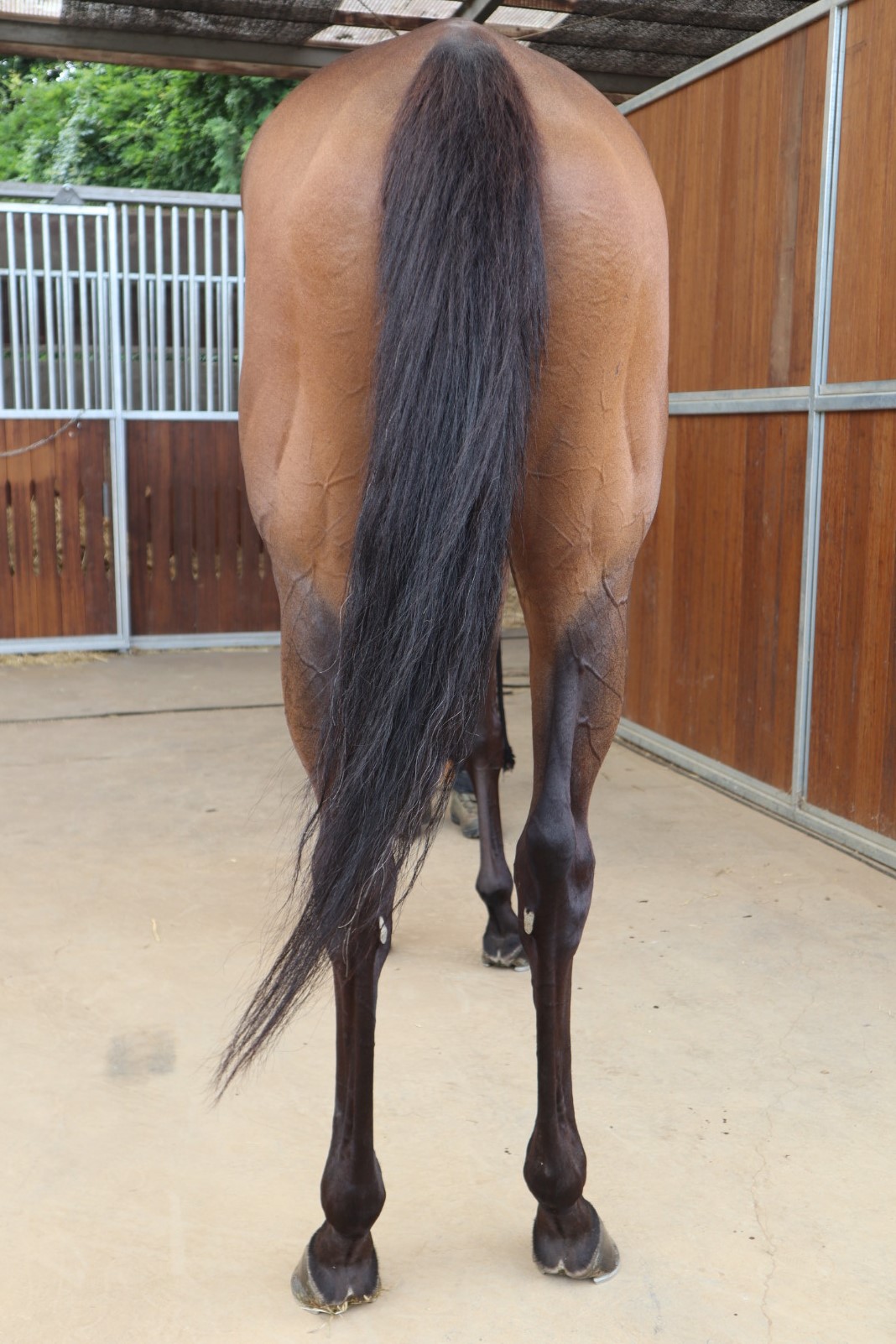 スーパーソニック 牝3歳 ※中央競馬 登録抹消 | サラブレッド
