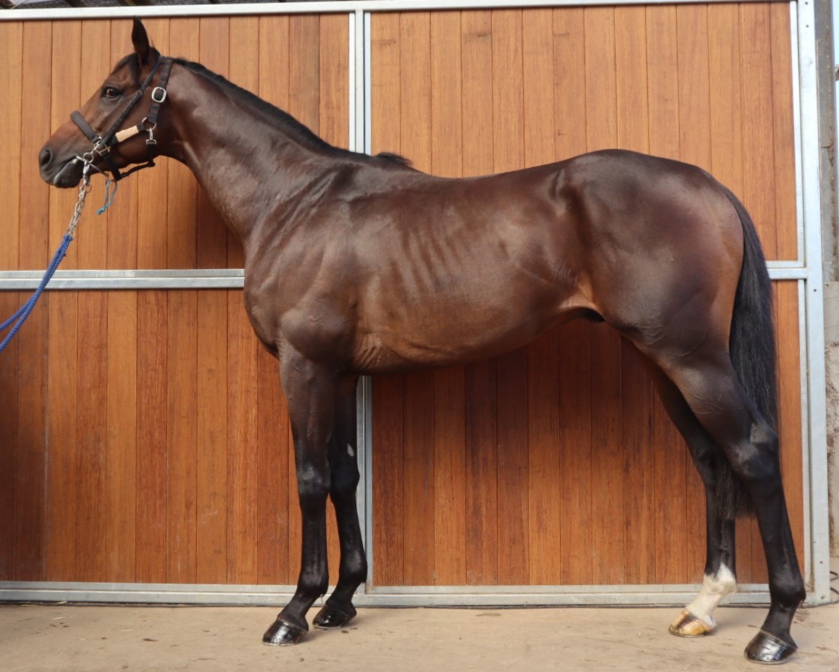 エクラメテオール　　牡３歳　　※中央競馬　登録抹消_main1