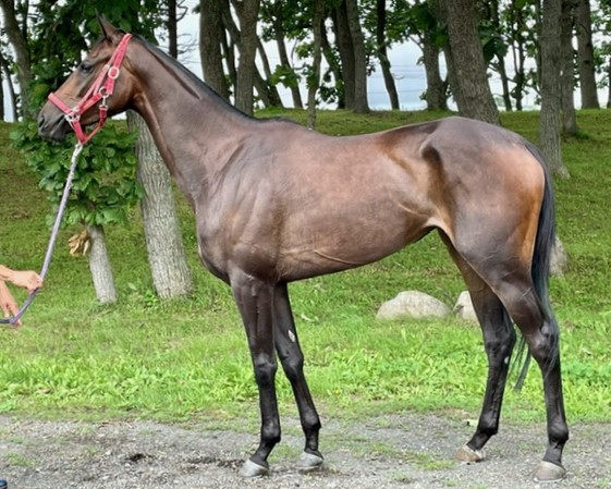 ジャンビ　　牝３歳　　※中央競馬　登録抹消_main1