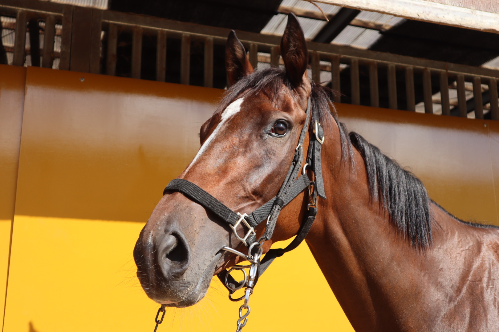 ダイユウヒンギス 牝3歳 ※中央競馬 登録抹消 | サラブレッド