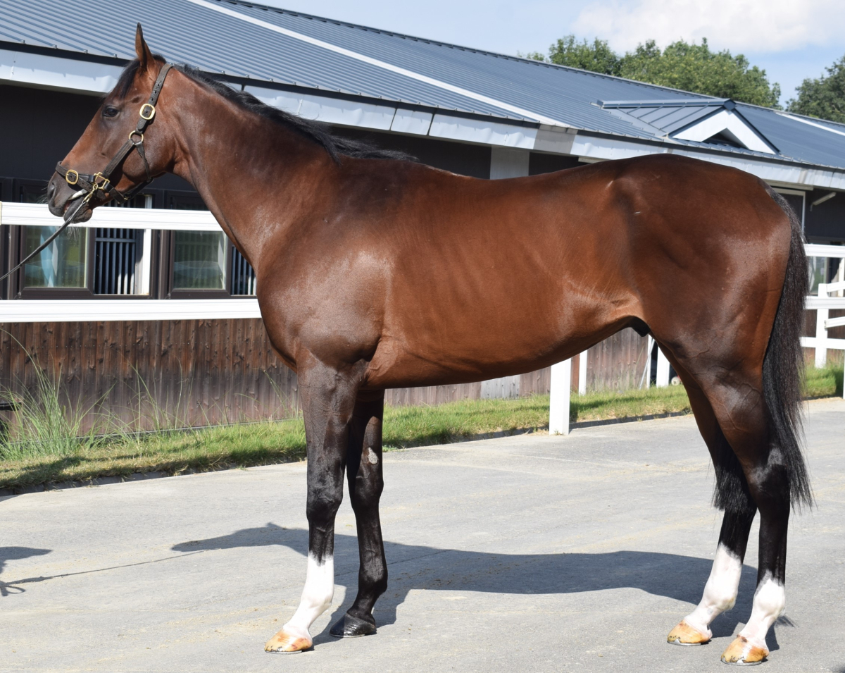 パーソナルリバティ 牡３歳 ※中央競馬 登録抹消 | サラブレッドオークション