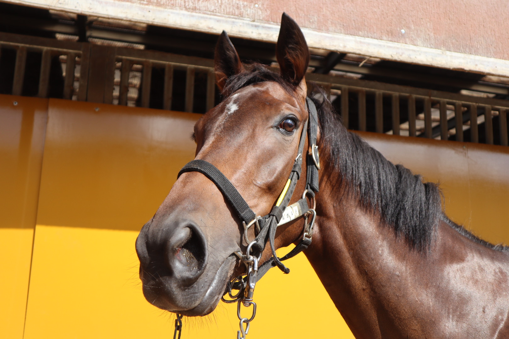 マルボルド 牝3歳 ※中央競馬 登録抹消 | サラブレッドオークション