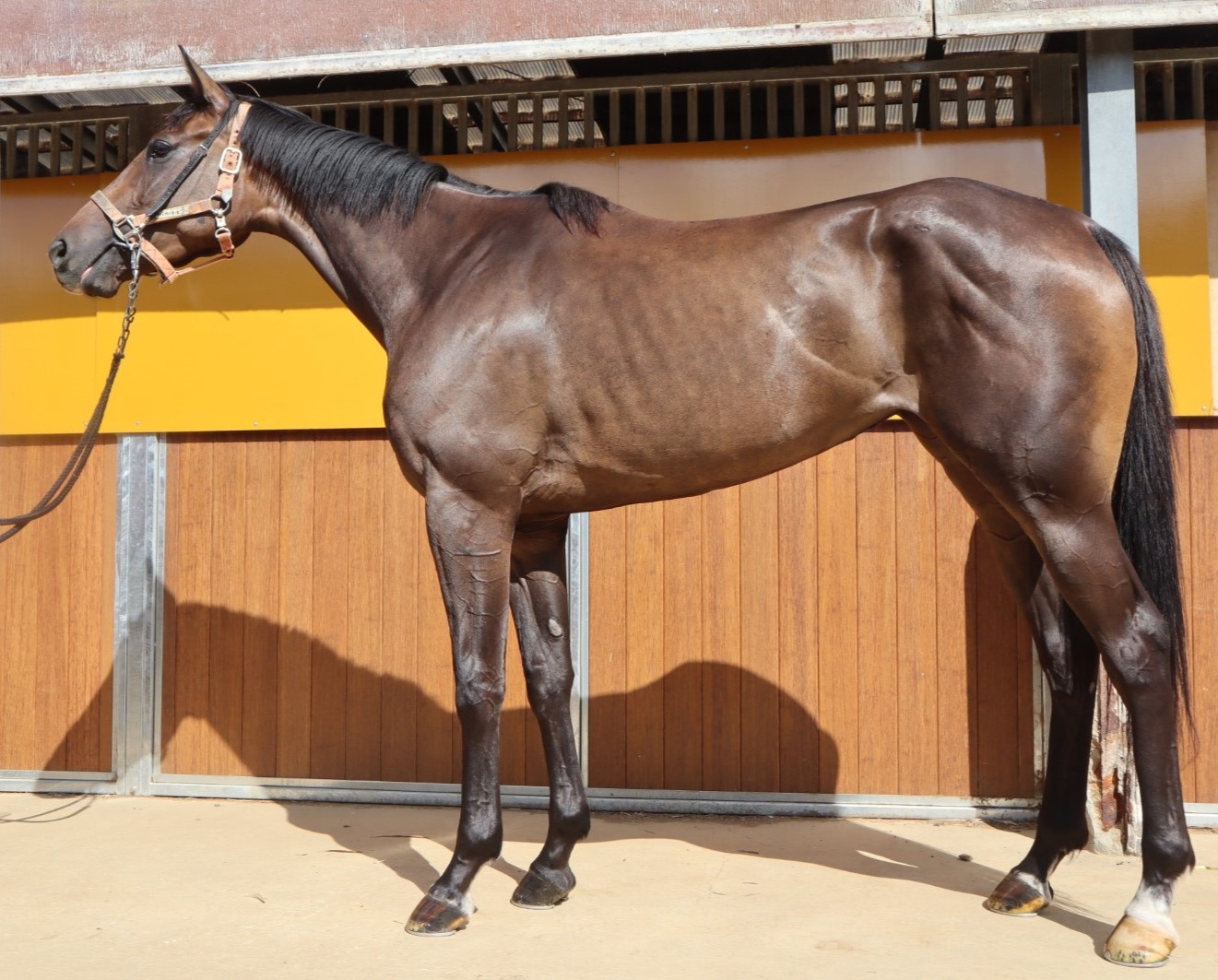 ラディアントホース 牝3歳 ※中央競馬 登録抹消 | サラブレッド