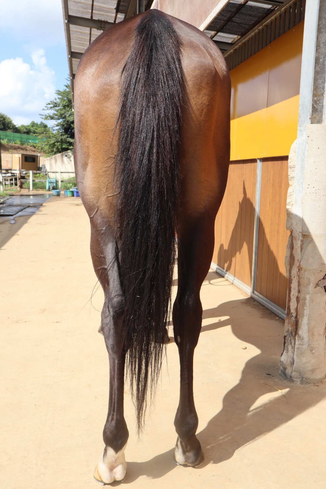 ラディアントホース 牝3歳 ※中央競馬 登録抹消 | サラブレッド