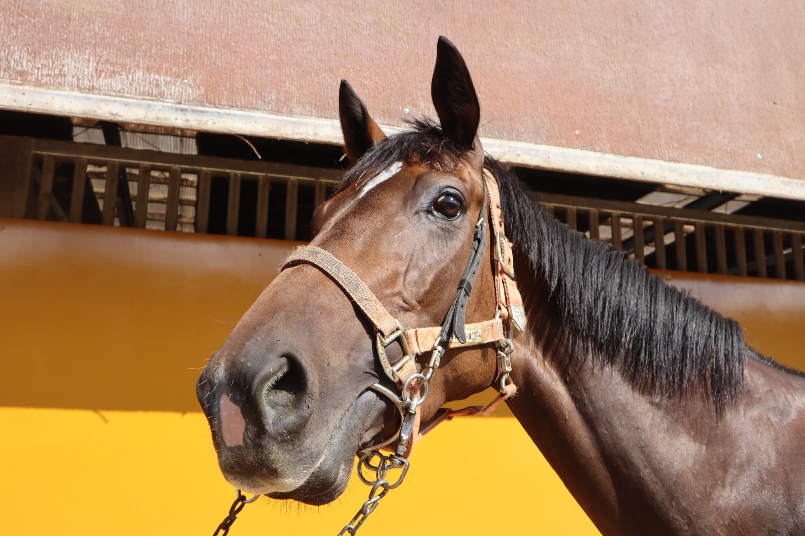 ラディアントホース 牝3歳 ※中央競馬 登録抹消 | サラブレッド