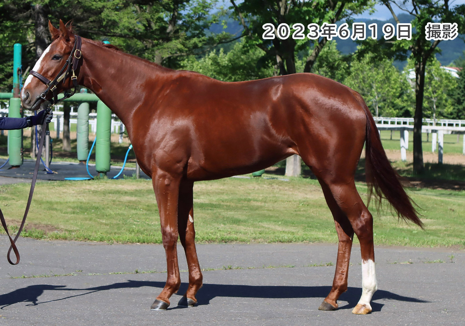 レッジェンダ 牝３歳 ※中央競馬 登録抹消 | サラブレッドオークション