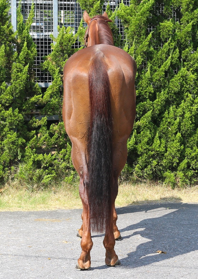 ビスクウィザード 牡3歳 ※中央競馬 登録抹消 | サラブレッド ビスクウィザード 牡3歳 ※中央競馬 登録抹消 | サラブレッド