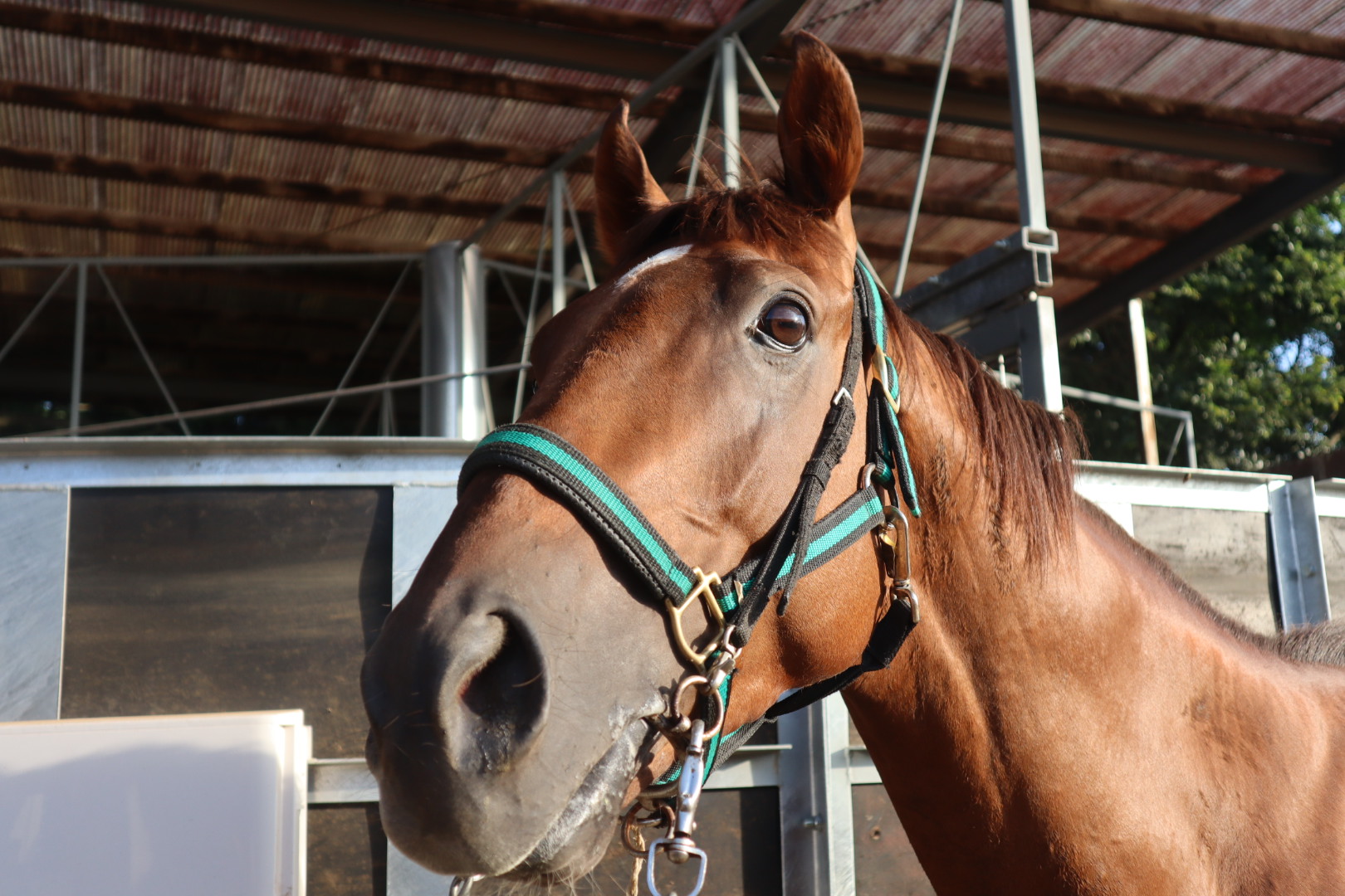 ウインラムセス 牡3歳 ※中央競馬 登録抹消 | サラブレッド ウインラムセス 牡3歳 ※中央競馬 登録抹消 | サラブレッド