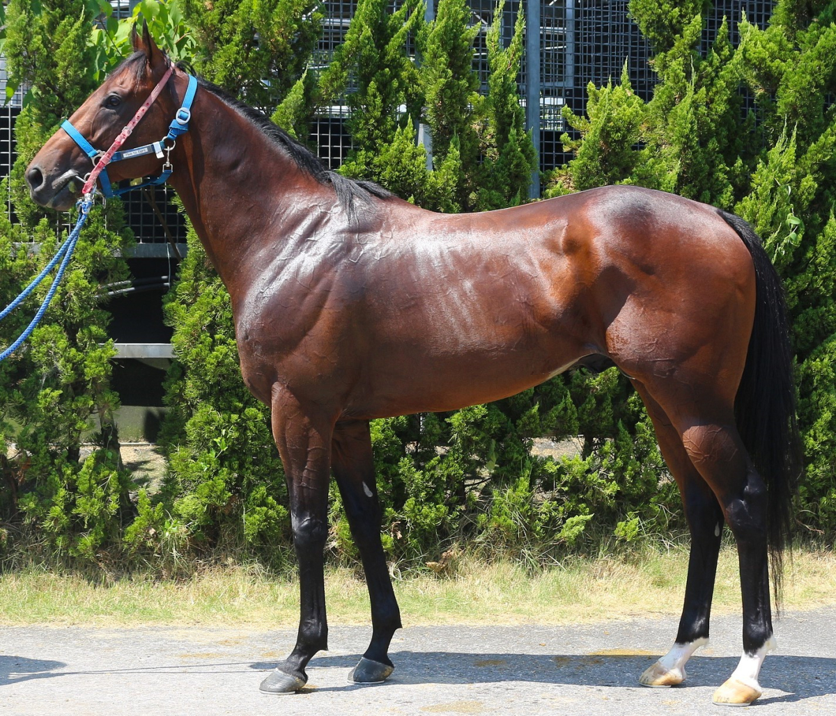 美品 年鑑重賞 サラブレ中央競馬99・00・02～05 6冊セット＋