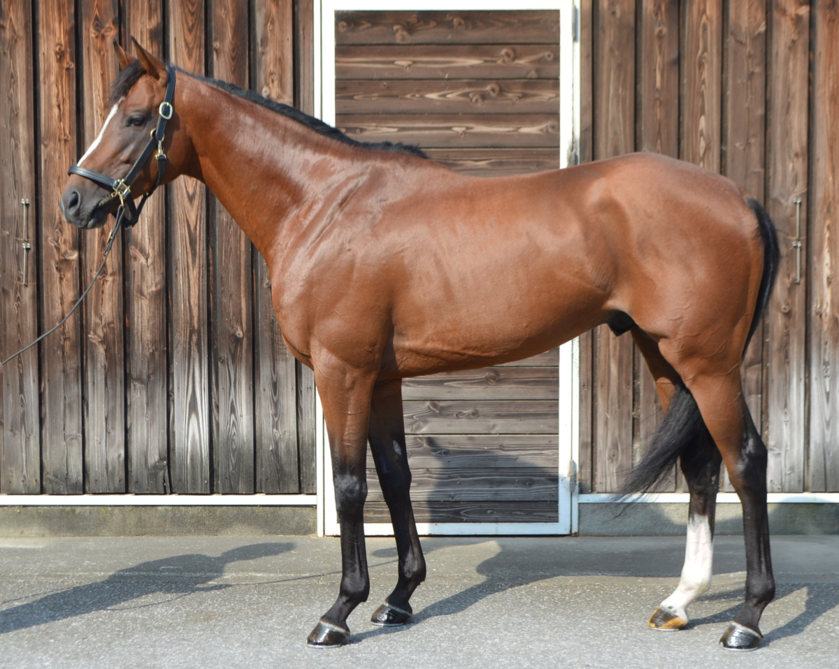 ウイニングライブ 牡４歳 ※中央競馬 登録抹消 | サラブレッドオークション